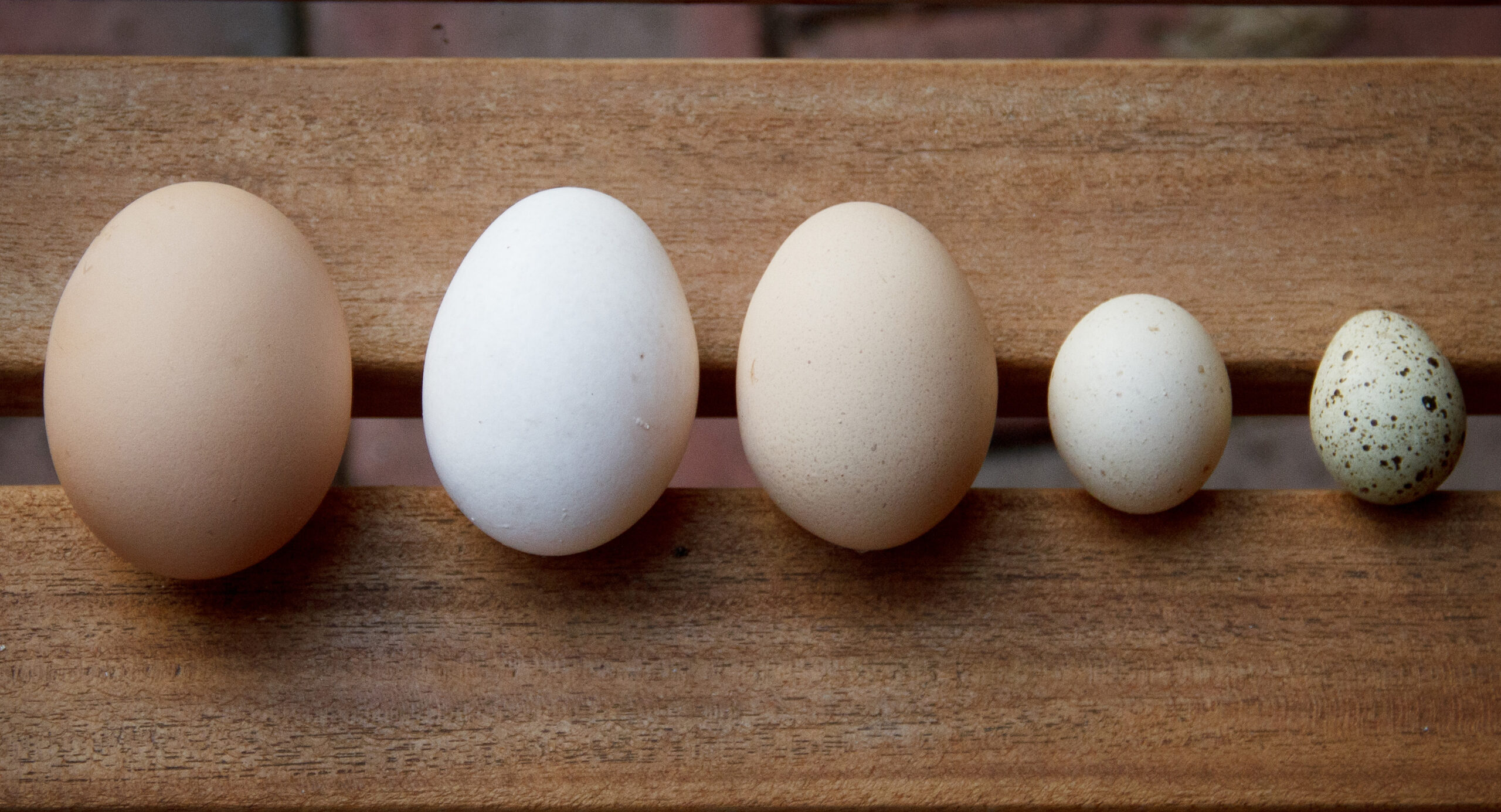 Eggs contain everything required to support a chick’s development in the shell, which takes effort and resources.